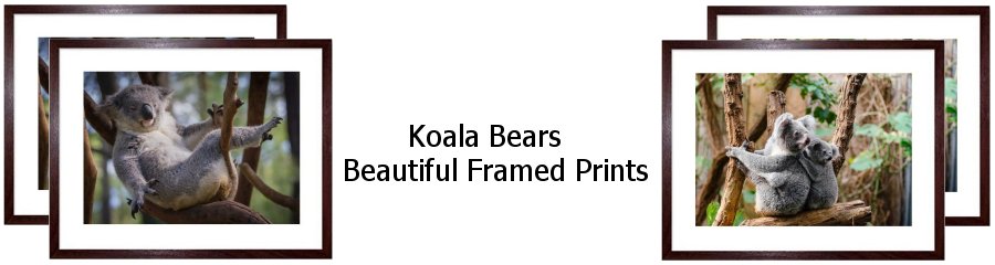Koala Bears Framed Prints